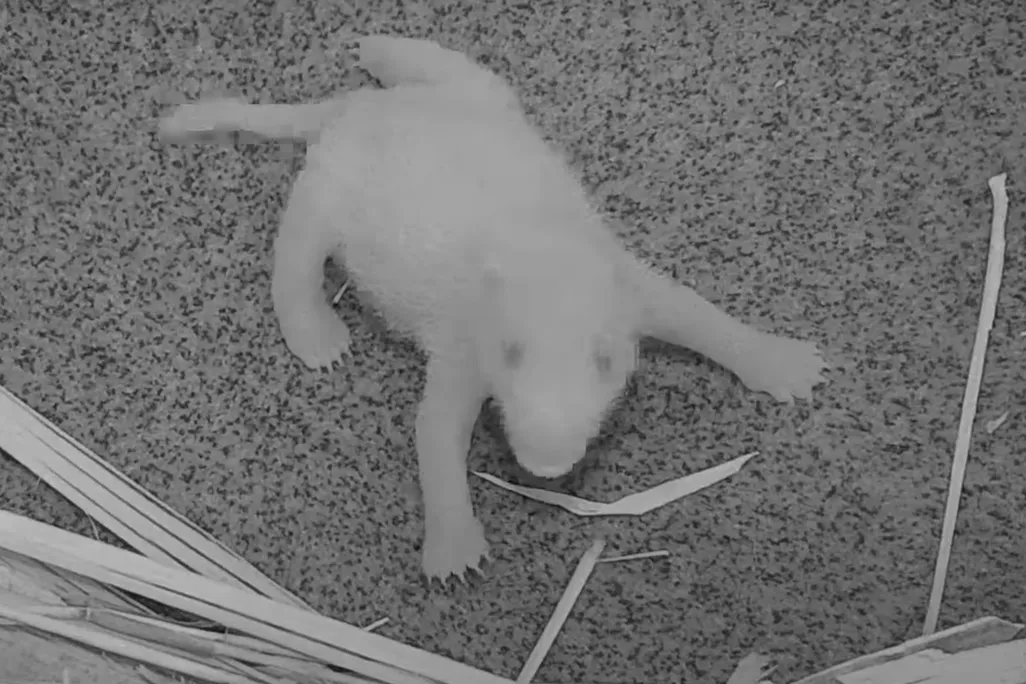 New panda cub