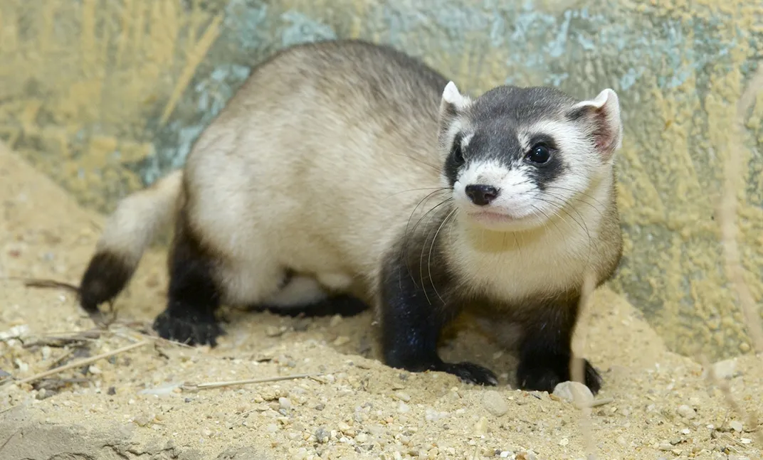 A black-footed ferret with a slender body, long tail and black and tan fur