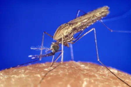 Female&nbsp;Anopheles mosquitoes&nbsp;infected with the parasite that causes malaria can spread the disease to humans through a bite.