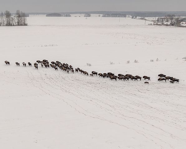 Lure the bison out of the forest