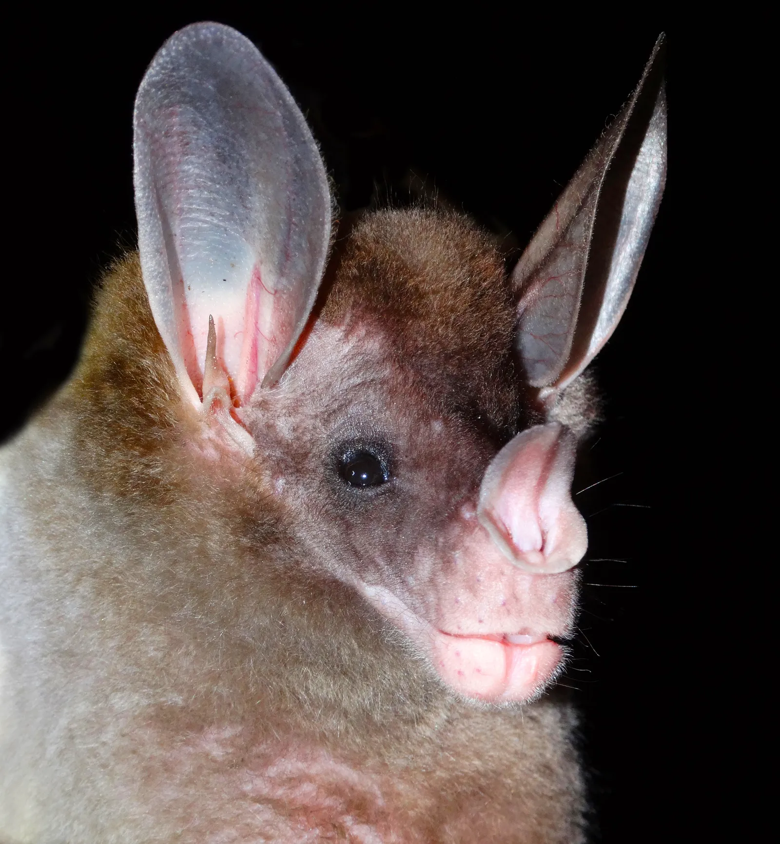 The World's Carnivorous Bats Are Emerging From the | Science| Magazine