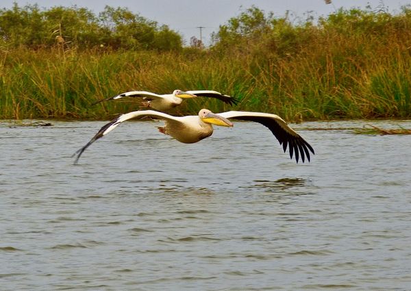 Great White Pelicans Skim the Water Touching it to Drive Fish to Shallow Water thumbnail
