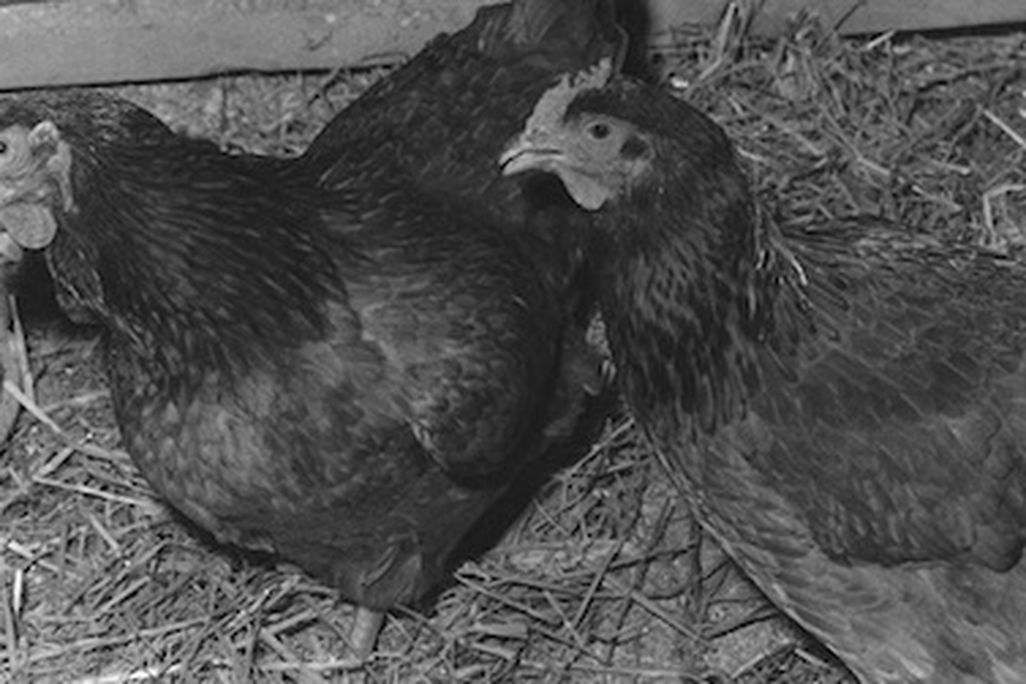 20130118074031Chickens-Thumb.jpg