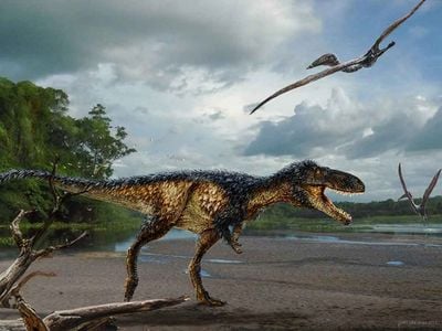 A reconstruction of the horse-sized tyrannosaur Timurlengia euotica, named for the charismatic Central Asian ruler Tamerlane, shows the species' long, slender legs, large head and teeth built sharp like a steak knife. 
