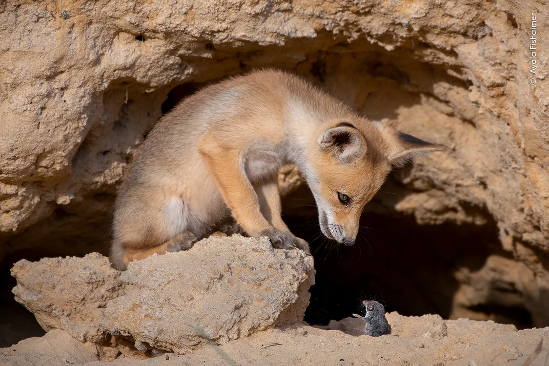 A red fox cub on a rock looks down on a shrew beneath it on the ground, which is also looking up toward the fox