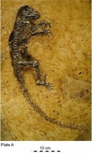 20110520083131darwinius-ida-skeleton-181x300.jpg