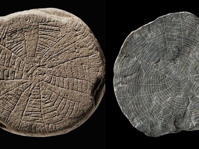 Researchers discovered 614 stone plaques and fragments at Vasag&aring;rd West, an archaeological site on the Danish island of Bornholm.