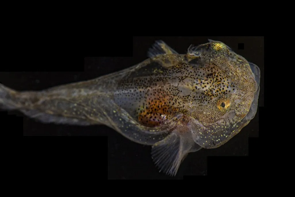 A spotted, blob-like snailfish on a black background