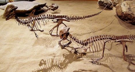 A pair of Stegoceras on display at the Royal Tyrrell Museum, Alberta, Canada.