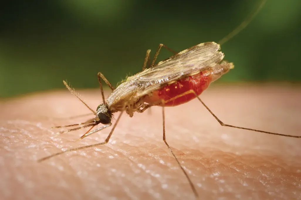 a mosquito on human skin