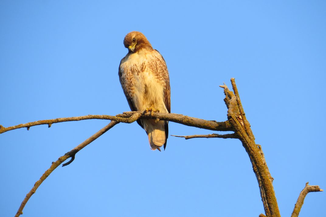 Hawk In Tree Smithsonian Photo Contest Smithsonian Magazine