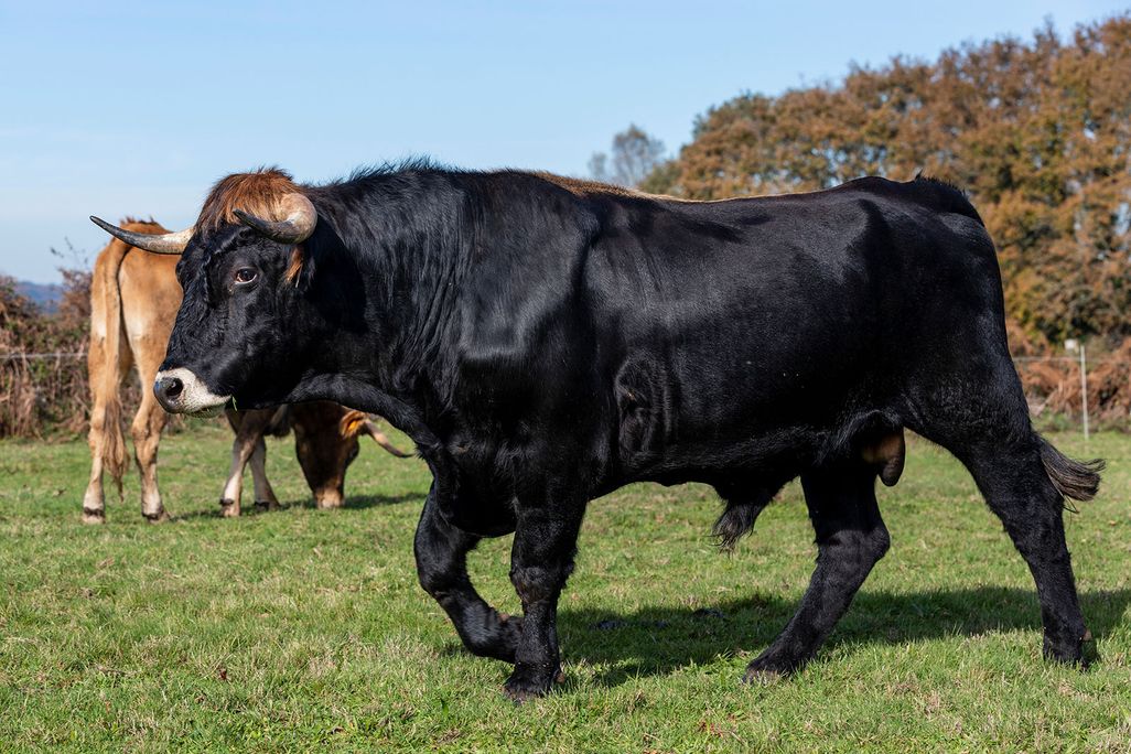 Bull