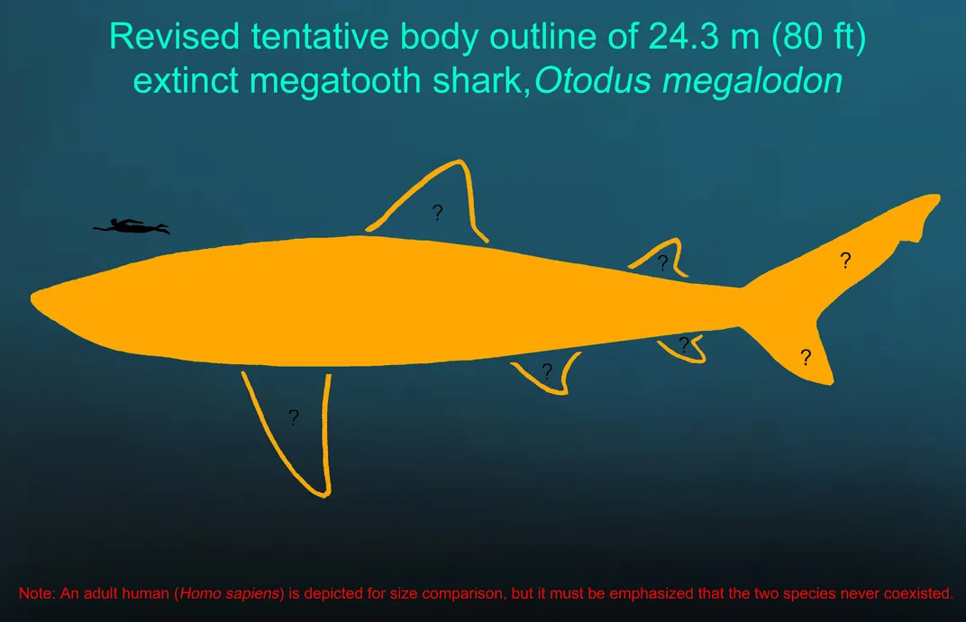 a diagram showing an 80-foot-long megalodon, its fin size uncertain, next to a human for comparison