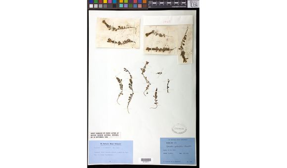 Before its residence at the Smithsonian's National Museum of Natural History, this pressed plant (Cyananthus macrocalyx subspecies spathulifolius) was housed at London's Natural History Museum where it survived a bombing during World War II (Photo Credit: Ingrid P. Lin, Smithsonian). 