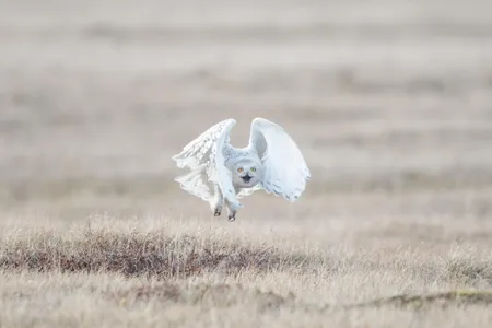 A female snowy owl leaves her nest as a human approaches. This is her first line of defense to not draw attention to the nest location. 