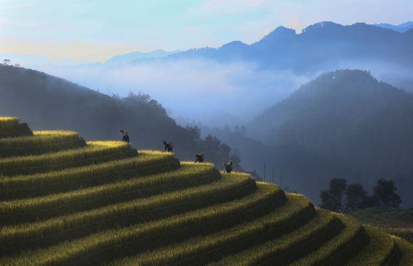 Autumn's early morning in Mu Cang Chai thumbnail