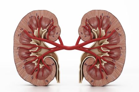 How much do you know about your kidneys?
