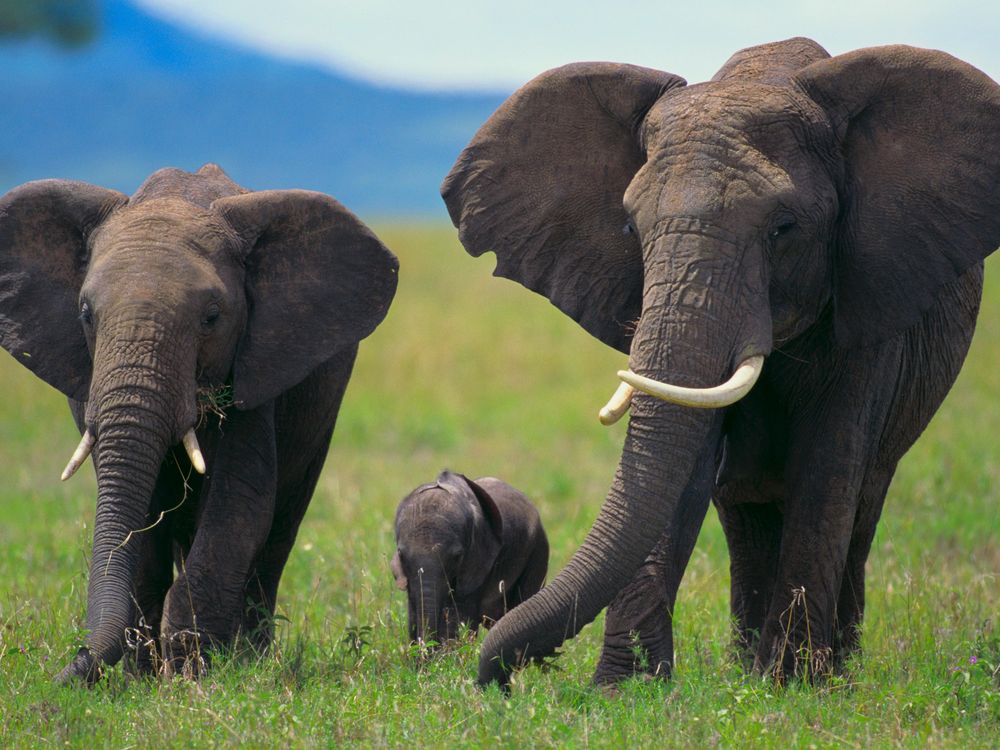 elephant family