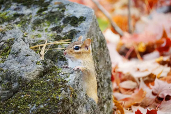 Hide and seek thumbnail