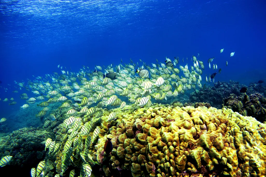 Fish swim over a coral reef