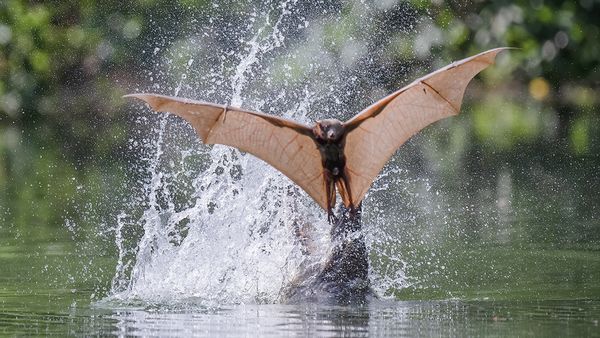 Flying crocodile catches bat in mid air_0001 thumbnail