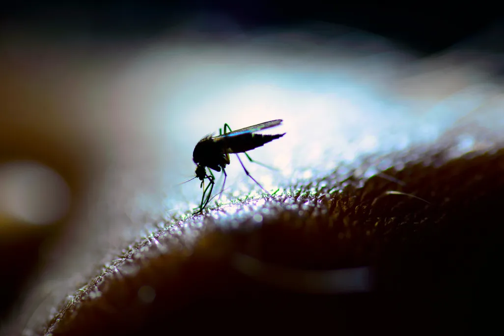 mosquitos