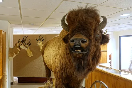 Scientists analyzed hundreds of bison and brown bear fossils collected in the field or held by major museums