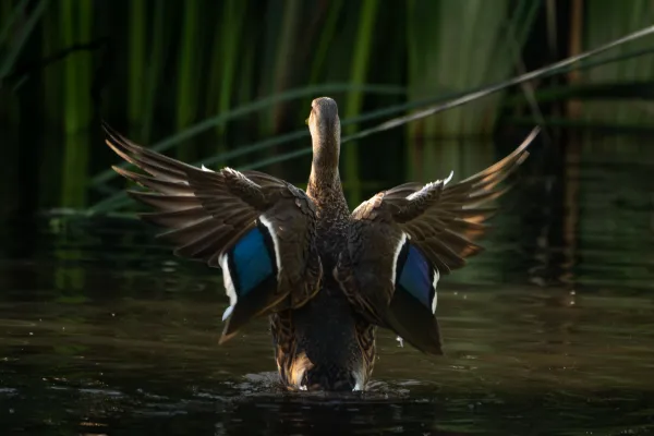 Duck Wings thumbnail