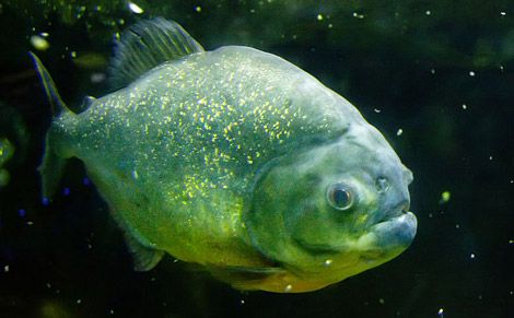 If you call someone a piranha, first make sure you've got the right fish