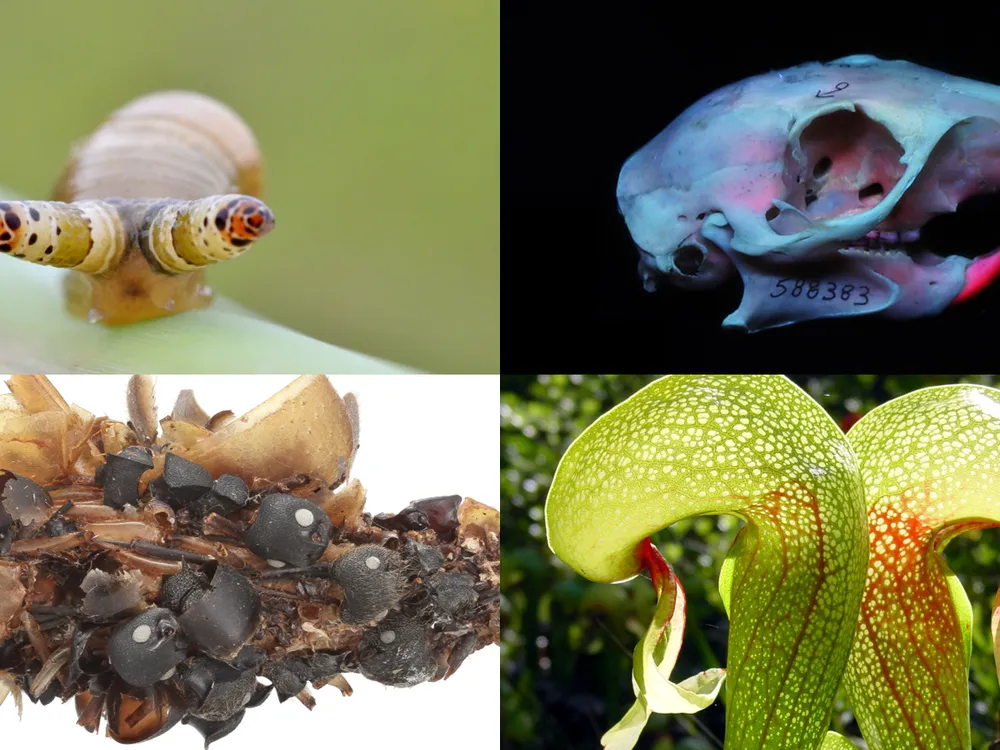 Collections at the Smithsonian's National Museum of Natural History are filled with all sorts of eerie specimens. (Clockwise from top left: Gilles San Martin via Wikimedia, Smithsonian Institution, NoahElhardt via Wikimedia, Karie Darrow)