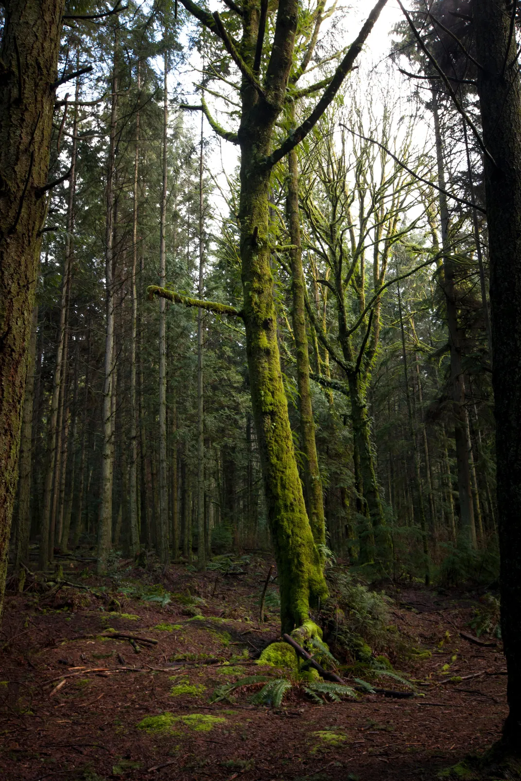 Forest networks feed rain systems