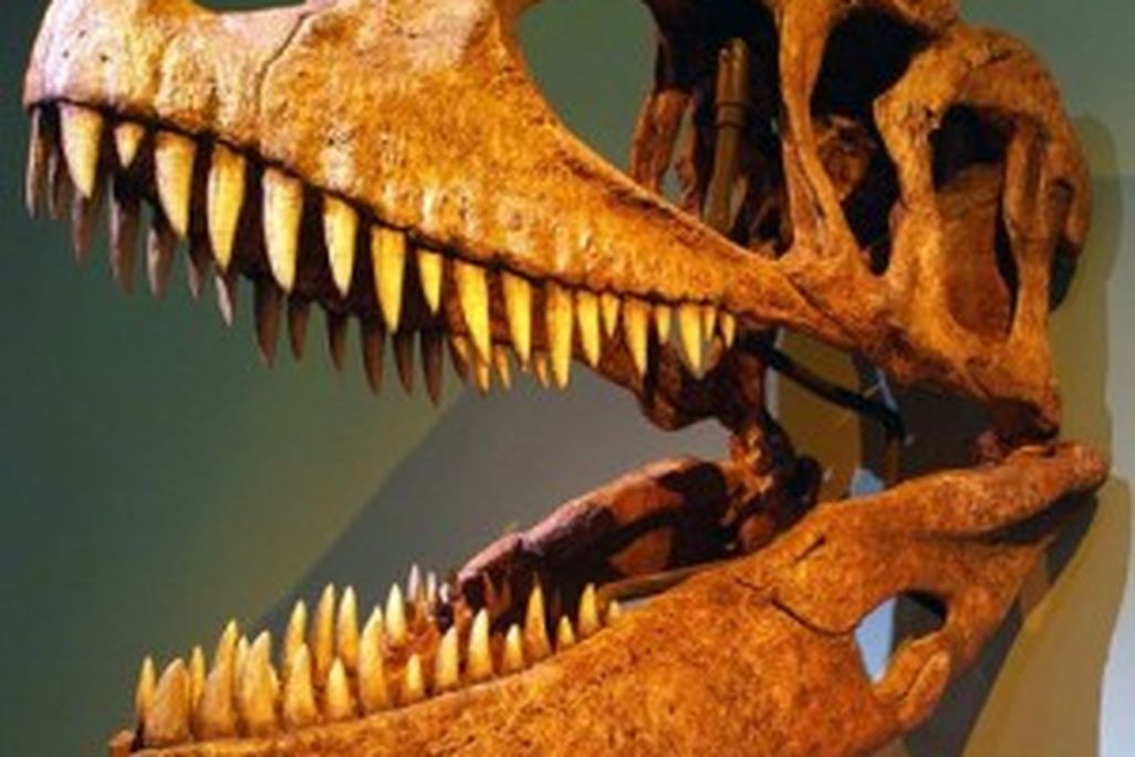 20110520083133skull-wikipedia-carcharodontosaurus-300x276.jpg