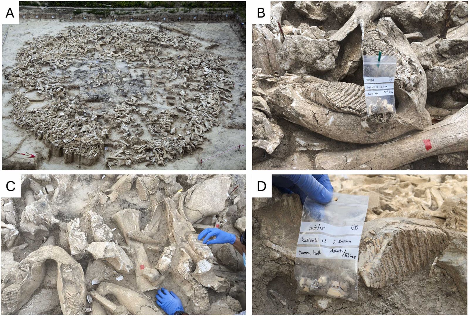 Mammoth Bones Used to Build Mysterious 25,000-Year-Old Site in Russia ...