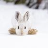 Celebrate Winter in the Wild With 15 Photos of Animals Enjoying the Snow icon