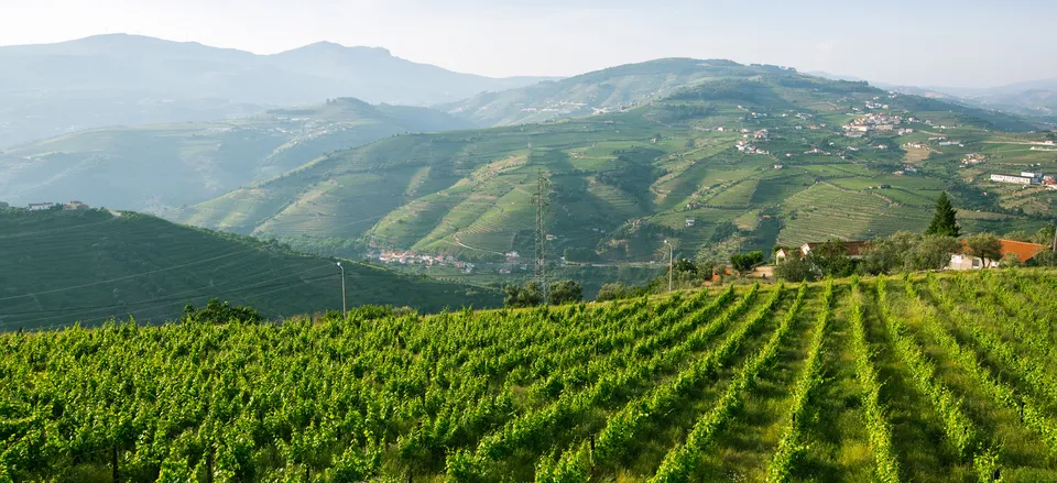  Vineyards along the banks of the Douro RIver 