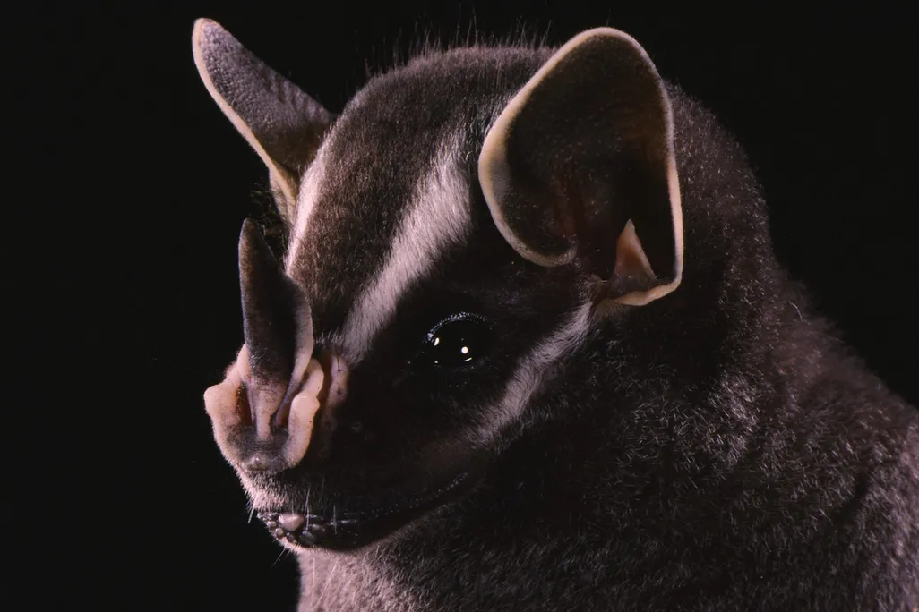 Bat