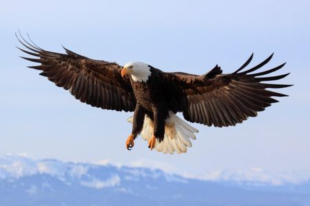 In Maryland, 13 bald eagles will soar no more.