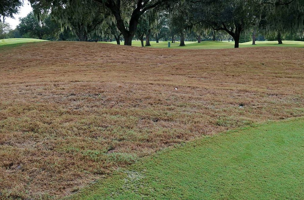 Lawn Devastation