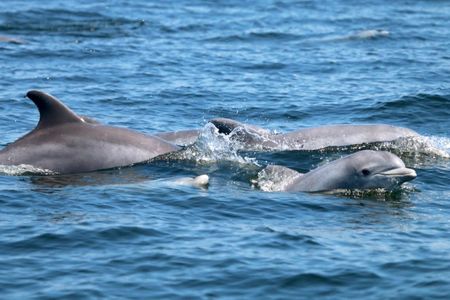 Dolphins and their calves enjoying a summer day in the lower Potomac River.