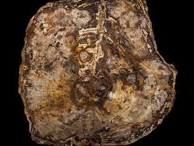 The sequoia tree slab is an invitation to begin thinking about a vast timescale that includes everything from fossils of armored amoebas to the great <em>Tyrannosaurus rex</em>.  