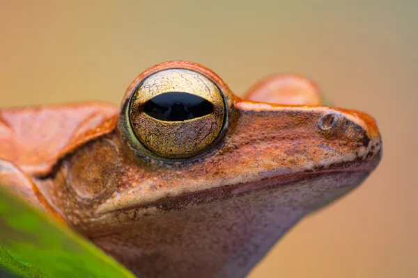 Portrait of a tree frog thumbnail