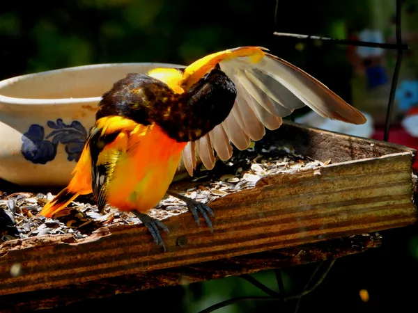 Young Male Baltimore oriole Preening Feathers thumbnail