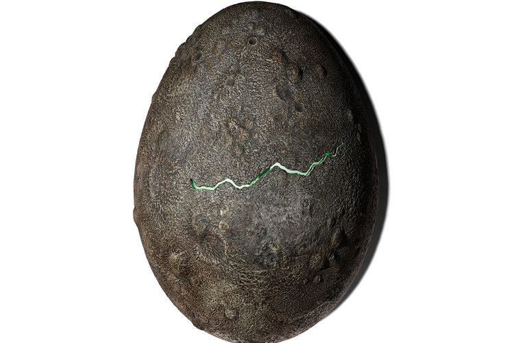 Prop Egg from the Alien film series