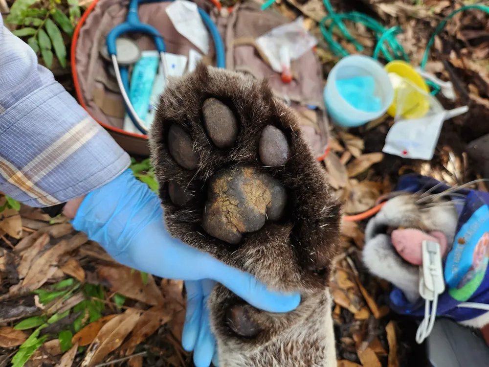 large paw being held by a hand with blue gloves