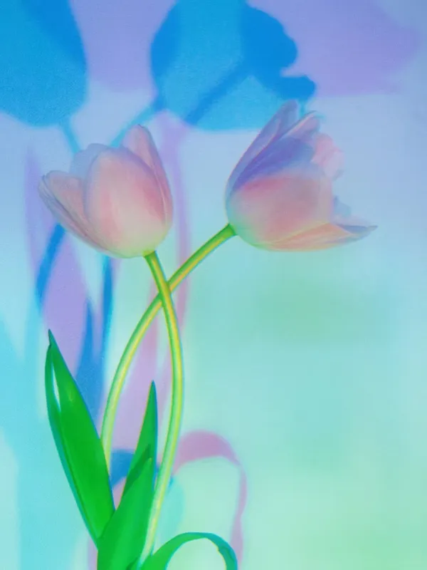 Tulips in disco thumbnail