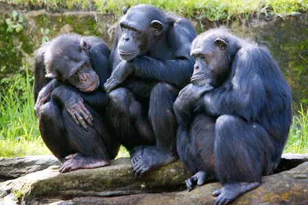Female chimps at the Taronga Zoo in Sydney, Australia, in 2005. The new study followed 185 chimps in Uganda&#39;s Kibale National Park for 21 years.