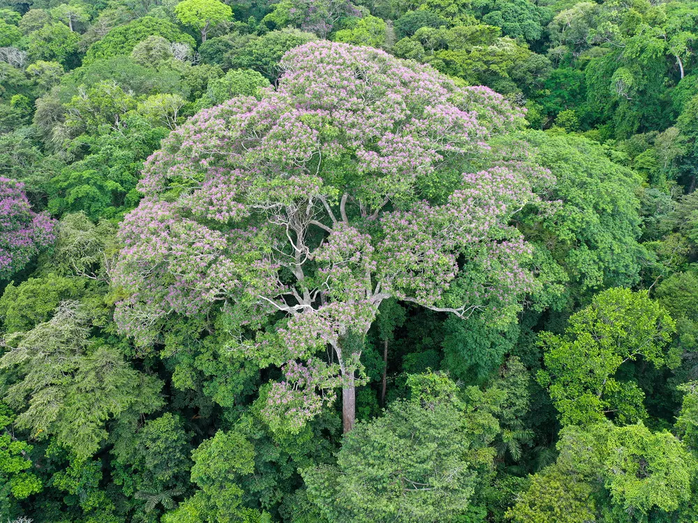 The purple-flowered crown of Dipteryx oleifera, one of the biggest trees on Barro Colorado Island, Panama, towers above the forest. Big trees may be most exposed to the effects of climate change: more frequent and severe drought, and the high winds and lightning of monster storms.
(Evan Gora)
