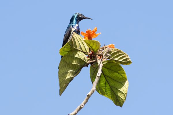 A shimmering male sunbird sitting on the branch of a Scarlet Cordia tree. thumbnail