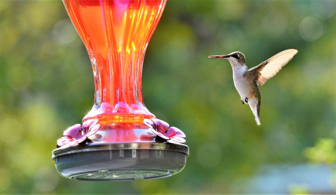 Hummingbird coming to feed Smithsonian Photo Contest Smithsonian
