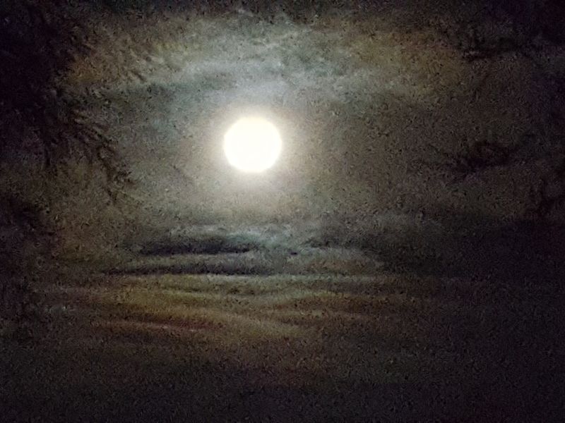 Full moon while dog walkin' | Smithsonian Photo Contest | Smithsonian ...